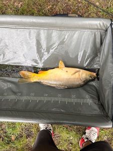 Leather Carp