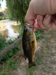 Largemouth Bass