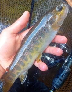 Brown Trout