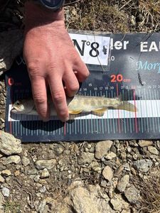 Arctic Char