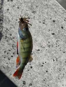 European Perch