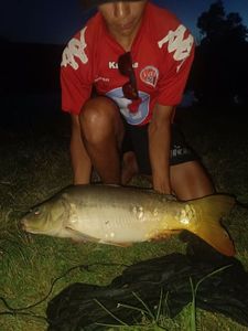 Mirror Carp