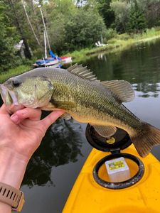 Largemouth Bass