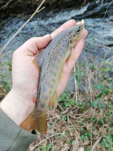Brown Trout