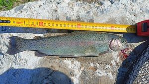 Rainbow Trout