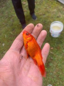 Goldfish