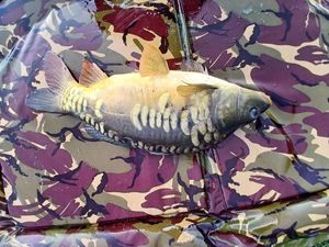 Mirror Carp