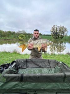 Common Carp