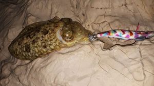Common Cuttlefish
