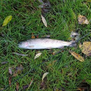 Rainbow Trout