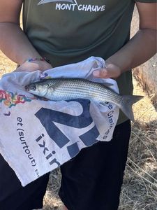 Thicklip Grey Mullet