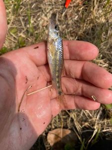 Gudgeon