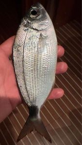 Saddled Seabream