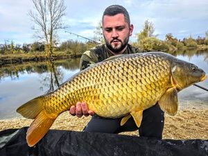Common Carp