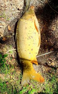 Common Carp