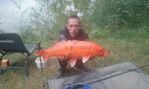 Koï Fish