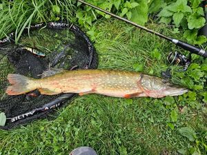 Northern Pike