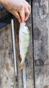 European Perch