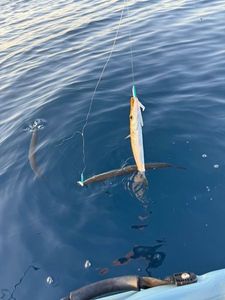 Obtuse Barracuda