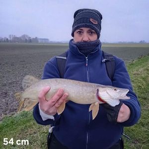 Northern Pike