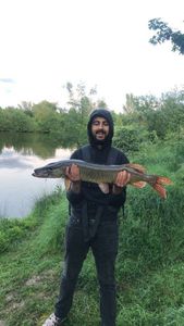 Northern Pike