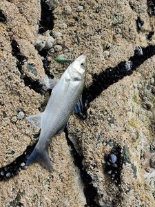 European Bass (Seabass)