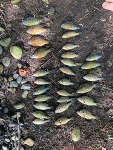 Green Sunfish
