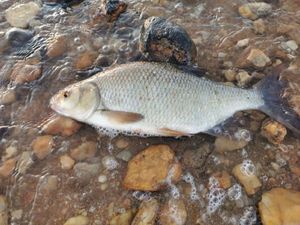 Common Bream