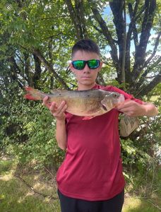 Blue Bream