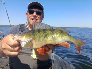 European Perch