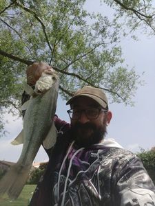 Largemouth Bass