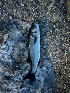 European Bass (Seabass)