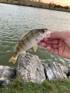 European Perch