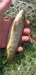 Brown Trout