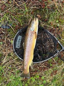 Brown Trout