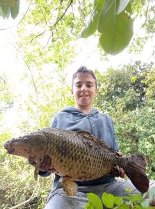 Common Carp