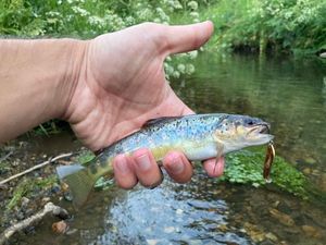 Brown Trout