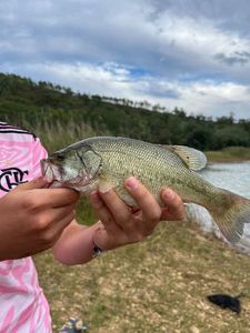 Largemouth Bass