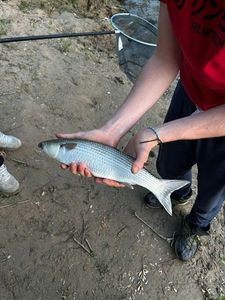 Thicklip Grey Mullet