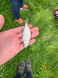 Roach