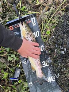 Brown Trout