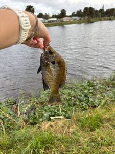 Green Sunfish
