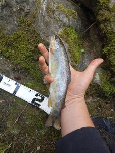Brown Trout