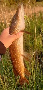 Northern Pike
