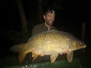 Common Carp