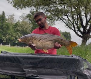 Common Carp