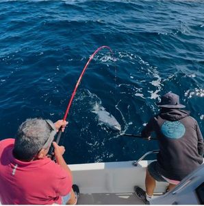 Bluefin Tuna