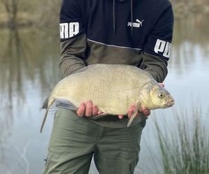 Common Bream