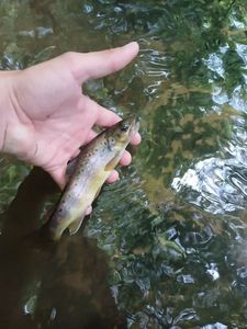Brown Trout