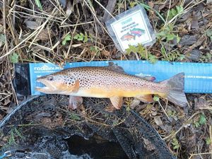 Brown Trout
